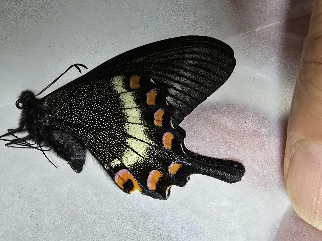 蝶標本　北海道産　極美麗ミヤマカラスアゲハ春型♂ 飼育完品⭐️マイコレに‼️最安値⭐️ 蝶標本 極美麗ミヤマカラスアゲハ春型♂北海道産 飼育品 青紫系